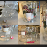 Proces fotosyntezy - Julia Sigda