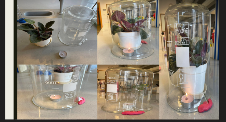 Proces fotosyntezy - Julia Sigda