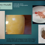 Cykl muszki owocowej - Kamila Śręba