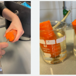 Eksperymenty biologiczne w praktyce szkolnej, Katedra Dydaktyki Biologii i Chemii, UP