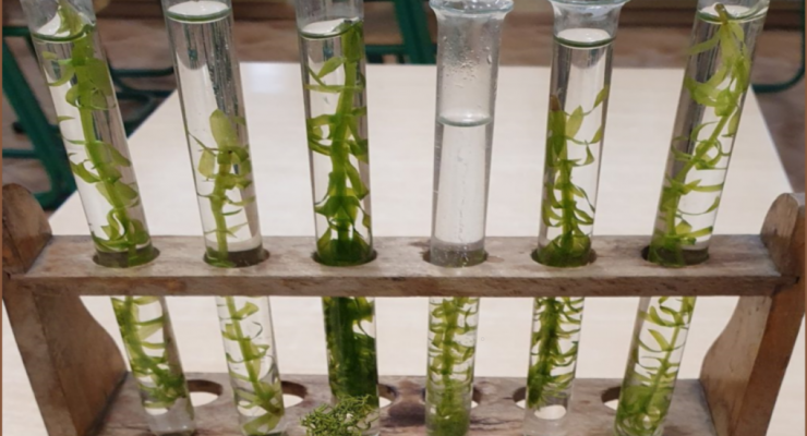K. Wierzbicka - Karty eksperymentu na lekcjach biologii