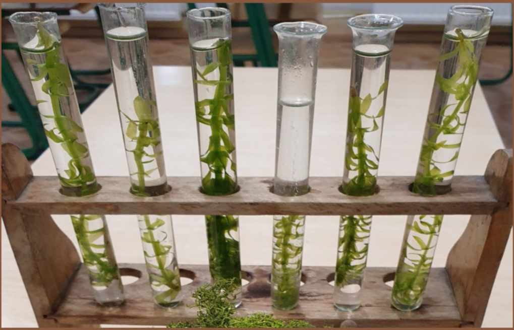 K. Wierzbicka - Karty eksperymentu na lekcjach biologii