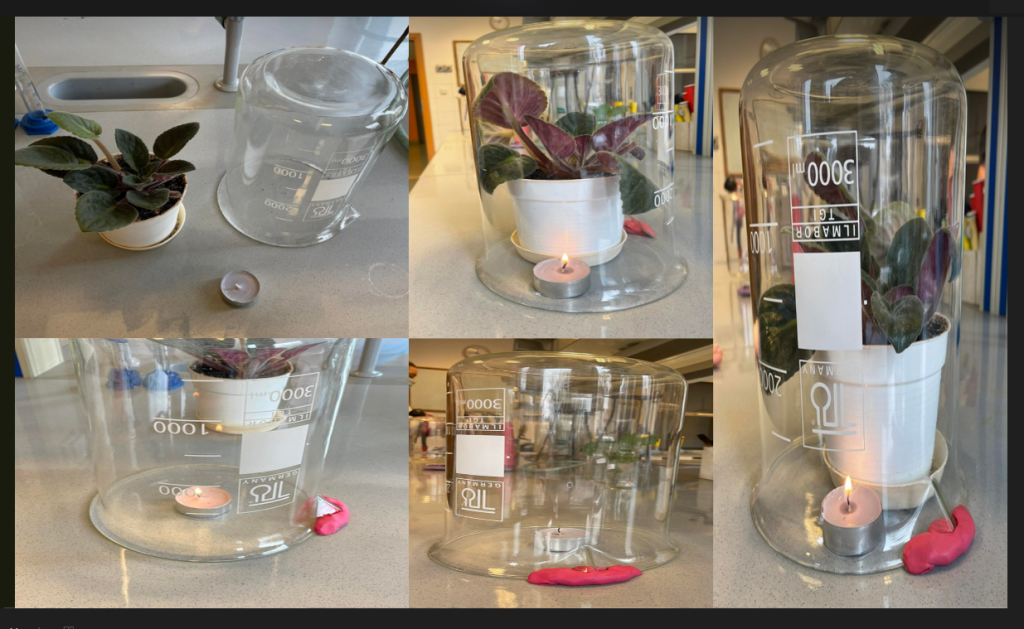 Proces fotosyntezy - Julia Sigda