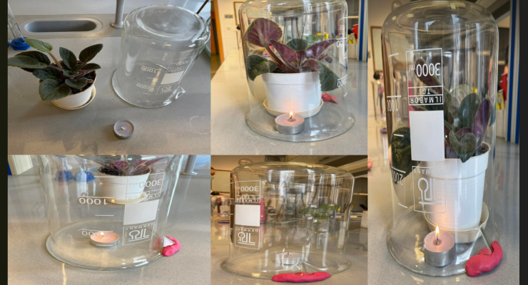 Proces fotosyntezy - Julia Sigda