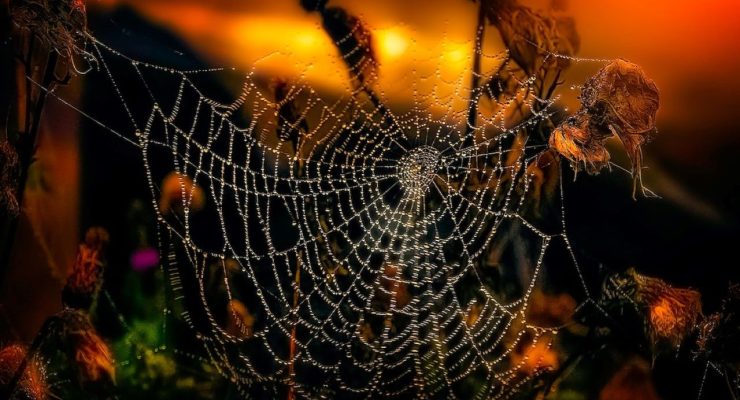 Pajęcza sieć z kroplami rosy