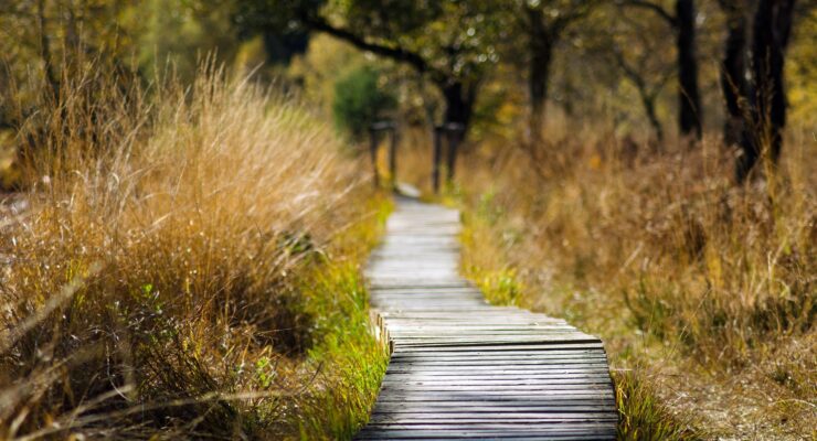 ścieżka turystyczna w lesie