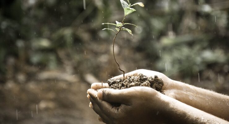 roślina w dłoniach